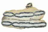 Mammoth Molar Slice With Case - South Carolina #349946-1